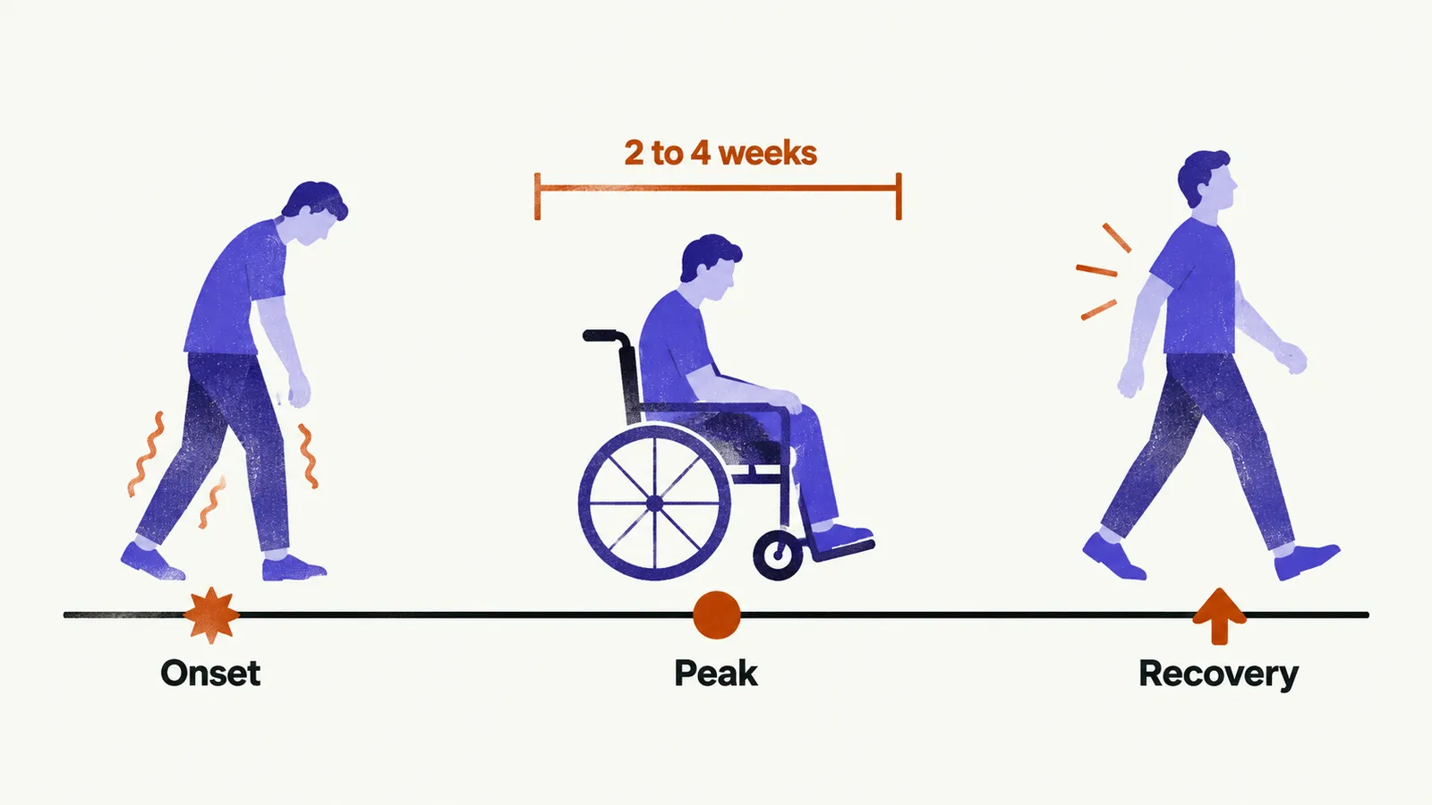 A timeline running left to right with onset, a peak of progression, and a recovery marker, a bracket over the peak labelled two to four weeks.