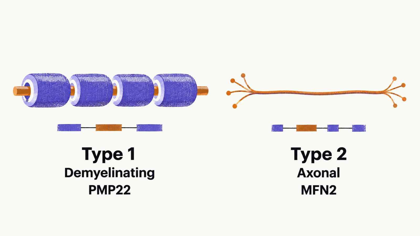 Two nerve diagrams side by side, a thickly myelinated fibre labelled type 1 with PMP22, and a thin bare axon labelled type 2 with MFN2.