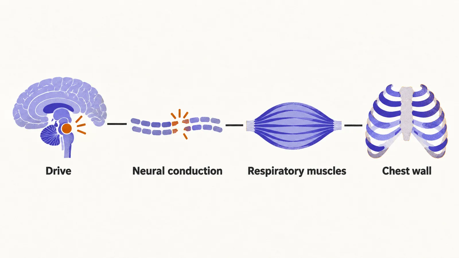 Four stations joined left to right on a track: a brainstem shape for drive, a broken dashed line for neural conduction, a muscle shape and a rib-cage arc.