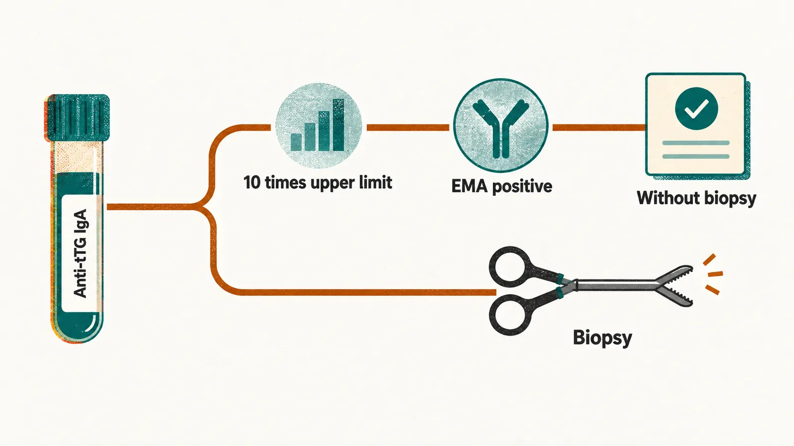 A blood test tube at the left, one path through a high-titre marker to a card marked without biopsy and another path to biopsy forceps.